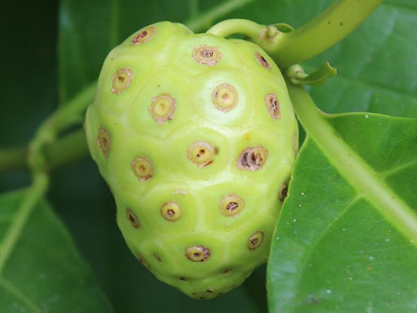 Top 5 dobrobiti za zdravlje čudesne biljke Noni
